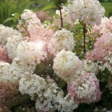 Hydrangea paniculata bobo: fotografija, opis, sadnja i njega, recenzije